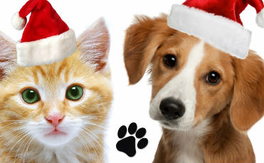 Paws-for-the-Holidays - dog and cat in Santa hats